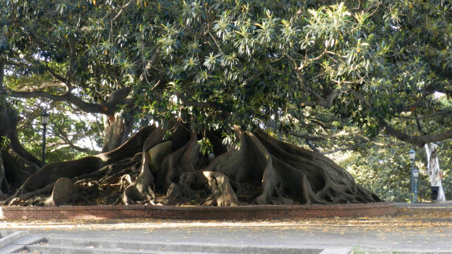 Riesiges Wurzelwerk eines Gummibaumes Riesiges Wurzelwerk eines Gummibaumes