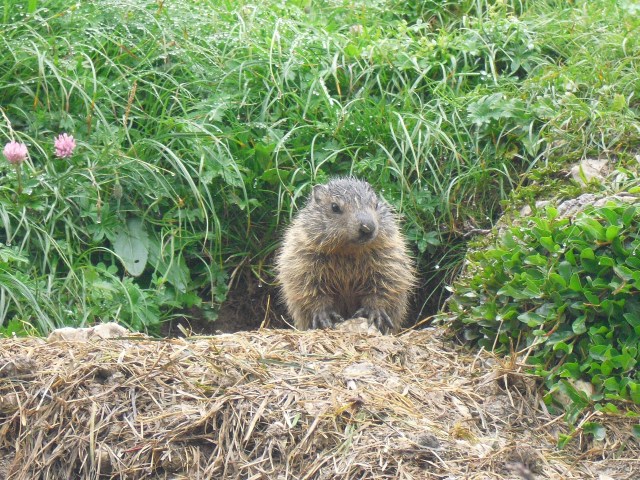 Das Alpenmurmeltier - ständig präsent auf unserer Tour